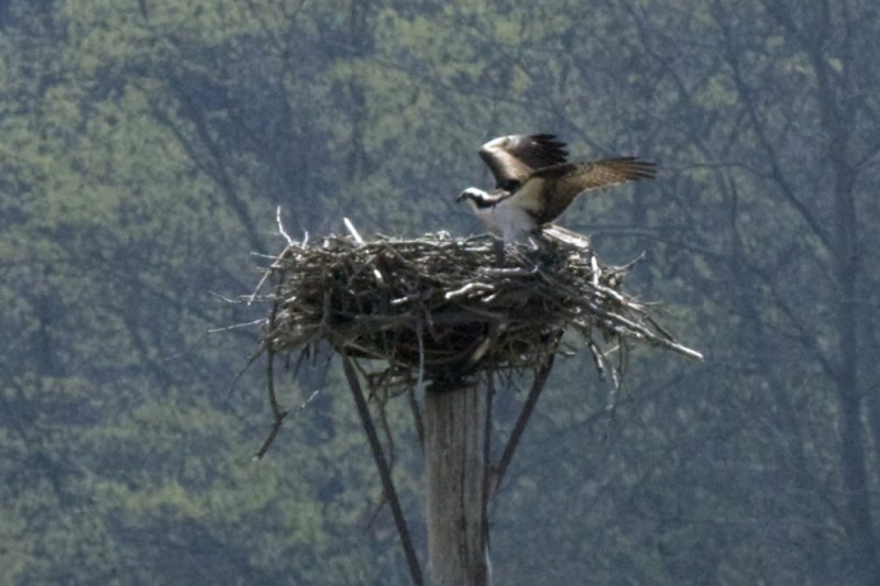 NESTING OSPREYS - APRIL 2008