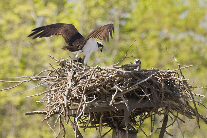 OSPREYS