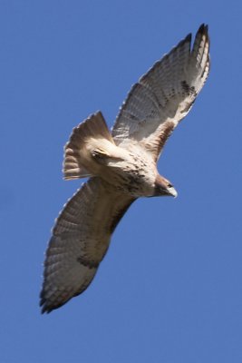 RED-TAILED HAWK