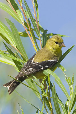 AMERICAN GOLDFINCH