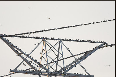 PURPLE MARTINS