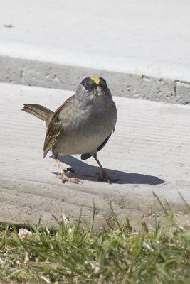 GOLDEN-CROWNED SPARROW