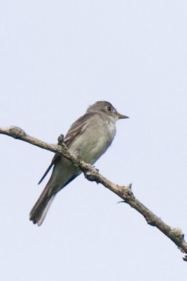 EASTERN WOOD-PEWEE