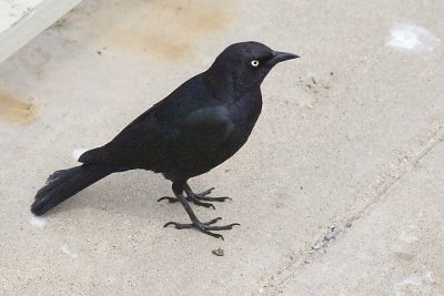 BREWER'S BLACKBIRD