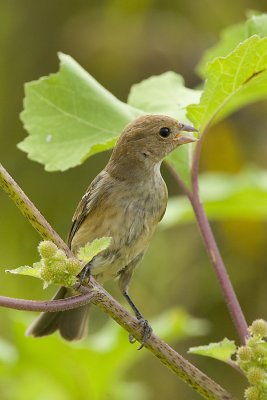 HOUSE FINCH - JUVENILE