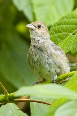 HOUSE FINCH - JUVENILE