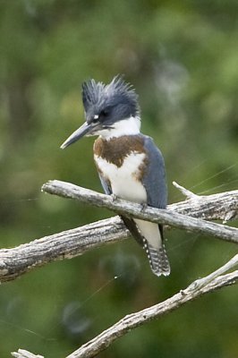 BELTED KINGFISHER