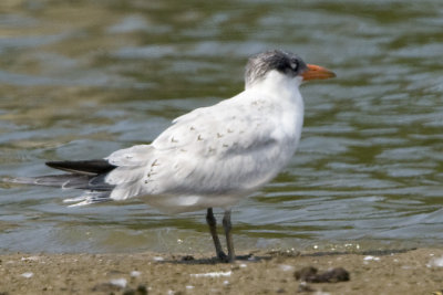 CASPIAN TERN - IMMATURE