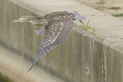 BLACK-CROWNED NIGHT HERON -  JUVENILE