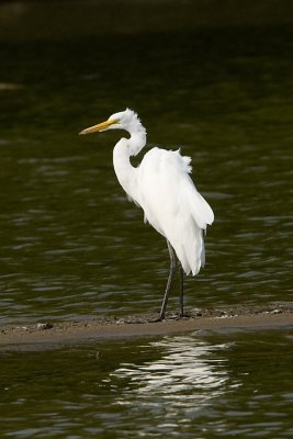 GREAT EGRET