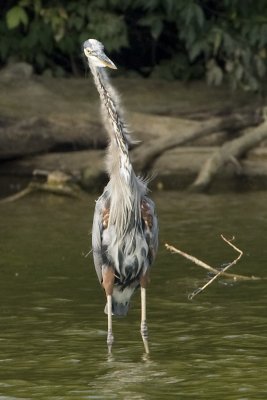 GREAT BLUE HERON