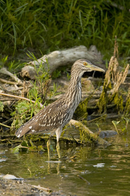 BLACK-CROWNED NIGHT HERON - IMMATURE