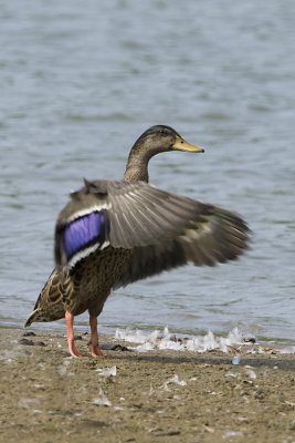 MALLARD