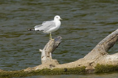 RING-BILLED GULL