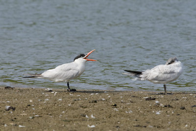 CASPIAN TERNS