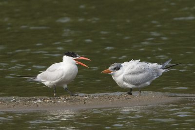 CASPIAN TERNS - ADULT & IMM.