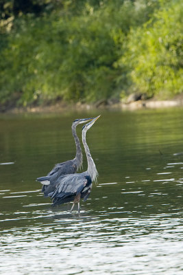 GREAT BLUE HERONS