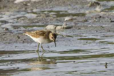 LEAST SANDPIPER