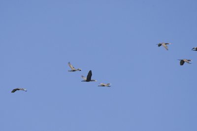 DOUBLE-CRESTED CORMORANTS