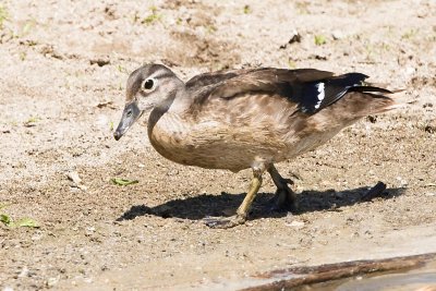 WOOD DUCK - JUVENILE