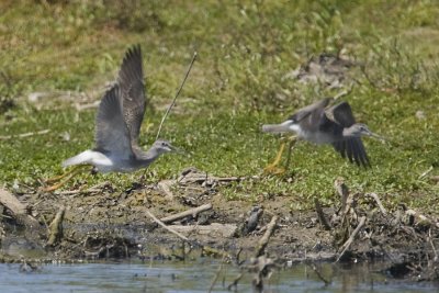 YELLOWLEGS  - GREATER (?)