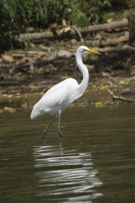 GREAT EGRET