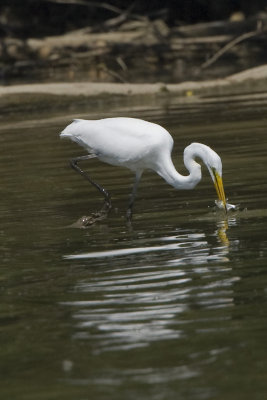 GREAT EGRET