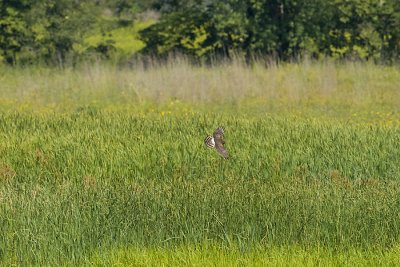 NORTHERN HARRIER HUNTING  IN THE FIELD