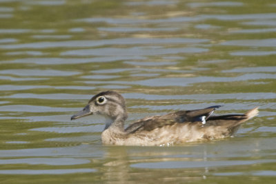 WOOD DUCK - IMMATURE