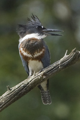 BELTED KINGFISHER