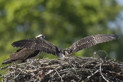 IMMATURE OSPREY EXTENDS ITS WINGS