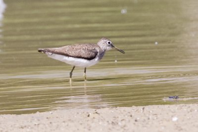 SOLITARY SANDPIPER