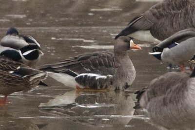 GREATER WHITE-FRONTED GOOSE