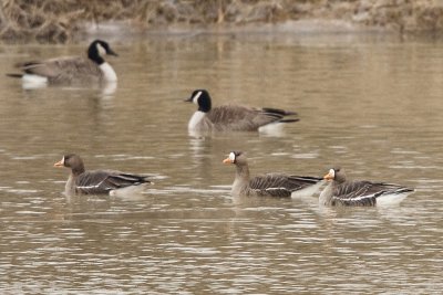 3 GREATER WHITE-FRONTED GEESE