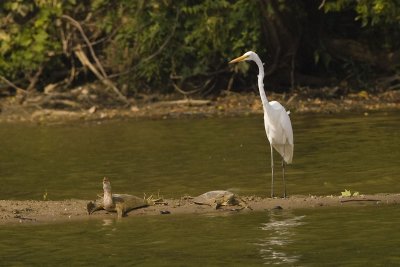 GREAT EGRET