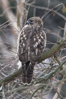 RED-TAILED (?) HAWK 