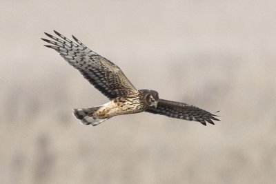 NORTHERN HARRIER