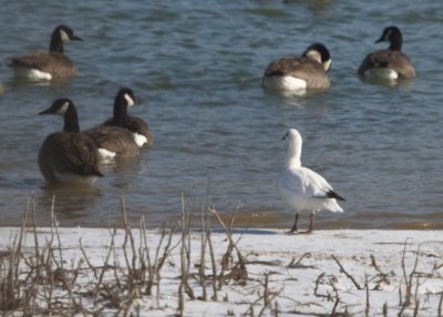 ROSS'S GOOSE with CANADA GEESE