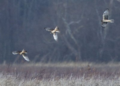 3 NORTHERN HARRIERS PLAY FOLLOW THE LEADER