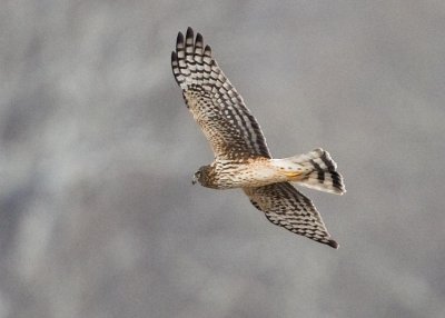 NORTHERN HARRIER