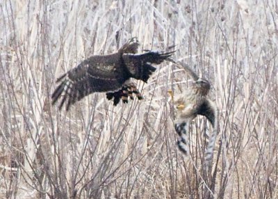 NORTHERN HARRIERS GO AT IT