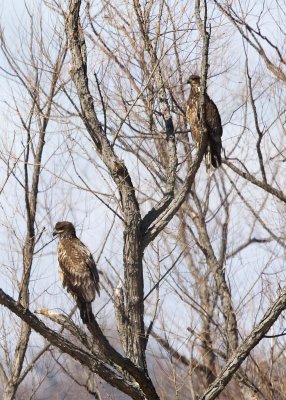 AMERICAN BALD EAGLES - IMMATURE