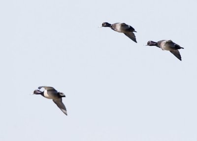 RING-NECKED DUCKS