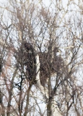 TWO BALD EAGLES ON THE NEST