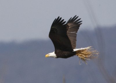 3/13 - BALD EAGLE with NESTING MATERIAL