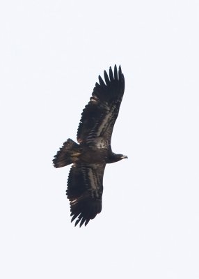 IMMATURE BALD EAGLE AT HIGGINSPORT - 1st or 2nd Year ??