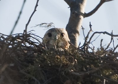 RED-TAILED HAWK NEST