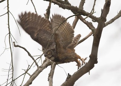 3/27 - GREAT HORNED OWL RETURNS TO NEST