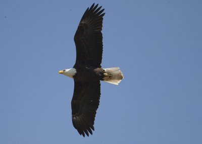 4/9 - BALD EAGLE ABOVE THE VIEWING AREA