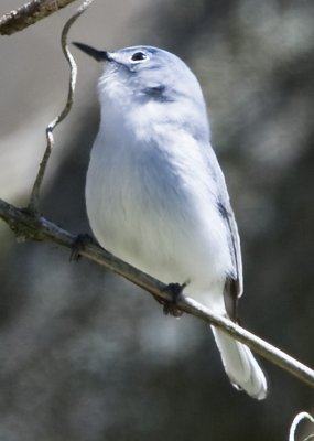 BLUE-GRAY GNATCATCHER